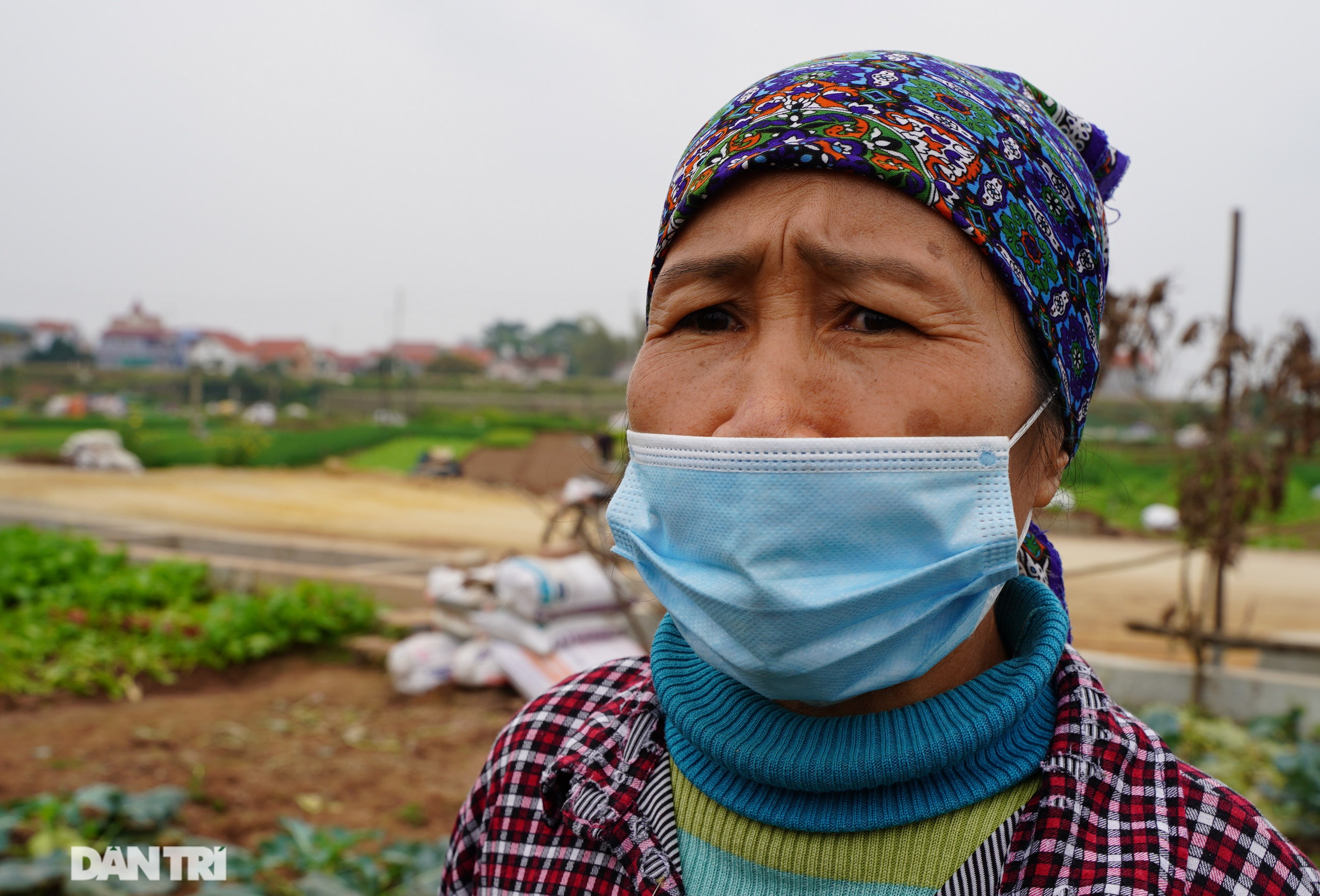 Nông dân ở Hà Nội khóc ròng vì rau xanh rớt giá thê thảm, khó tiêu thụ - 2 Nông dân ở Hà Nội khóc ròng vì rau xanh rớt giá thê thảm, khó tiêu thụ - 2