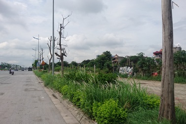 Cây xanh chết khô hàng loạt trên đường nghìn tỷ ở Hà Nội