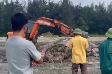 Video phát hiện xác cá voi trôi dạt vào bờ ở Nghệ An