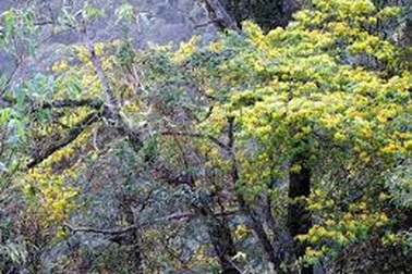 Mai vàng Yên Tử sẽ khoe sắc tại lễ hội hoa năm 2017