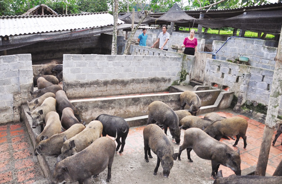Giữa lúc giá lợn leo thang, nuôi lợn rừng bán 1 con lãi 1 chỉ vàng - 2 Giữa lúc giá lợn leo thang, nuôi lợn rừng bán 1 con lãi 1 chỉ vàng - 2