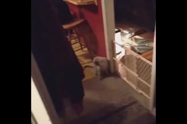 Những trò đùa khiến “nạn nhân” đứng tim