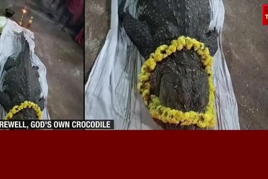 Cá sấu "ăn chay" chưa từng cắn người, sống ở đền thiêng 80 năm vừa qua đời