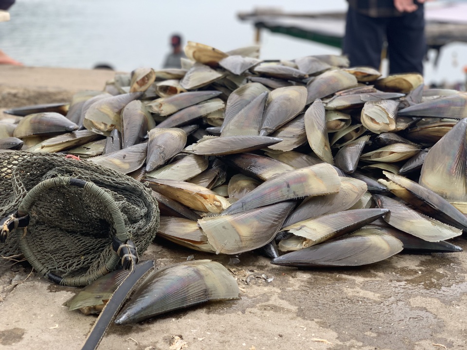Mùa sò mai, chỉ đánh bắt gần ngư dân cũng kiếm tiền triệu mỗi ngày - 2 Mùa sò mai, chỉ đánh bắt gần ngư dân cũng kiếm tiền triệu mỗi ngày - 2