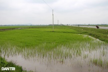 9 lô đất ở quê ế nặng khi đấu giá: Lúa mọc xanh rì, giá khởi điểm vẫn khủng