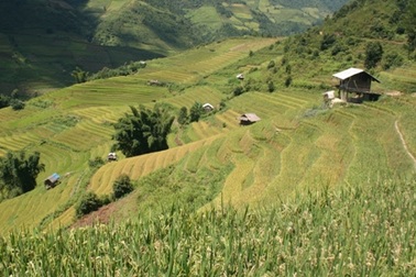 Nắng thu nhuộm vàng Mù Cang Chải 