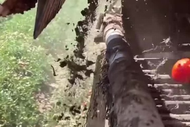 Máy thu hoạch được trang bị cảm biến để tách cà chua ra khỏi đất cát