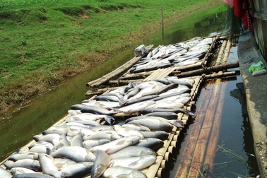 Vụ nước sông đổi màu, cá chết: Thanh Hóa “cầu cứu” Thủ tướng