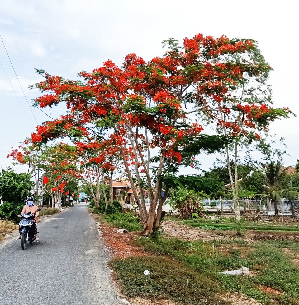 Rực sắc hoa phượng vĩ đường về Đền thờ Bác Hồ những ngày tháng 5 - 8 Rực sắc hoa phượng vĩ đường về Đền thờ Bác Hồ những ngày tháng 5 - 8