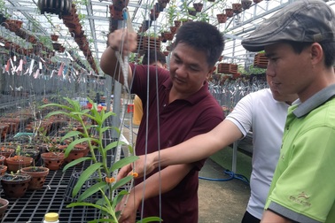 Cơn sốt lan đột biến và thú chơi tiền tỷ: Cẩn trọng khi đầu tư vào lan Var