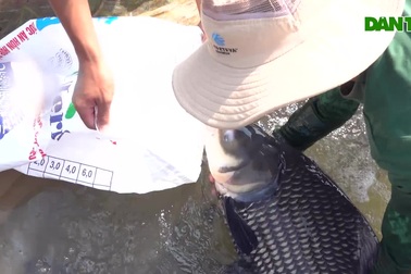 Cô giáo mầm non nghỉ việc về nuôi loài "thủy quái" sông Mekong