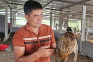 Cử nhân bỏ việc nhà nước về quê nuôi loài đa thê, thu 600 triệu đồng/năm