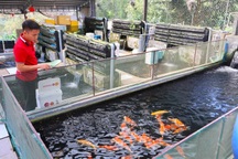 Nuôi loài cá mang biểu tượng may mắn, 9X thu trăm triệu đồng mỗi tháng