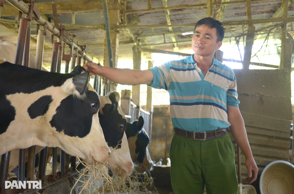 Vụ bò sữa chết hàng loạt sau tiêm vaccine: Vực dậy sau thảm họa - 1 Vụ bò sữa chết hàng loạt sau tiêm vaccine: Vực dậy sau thảm họa - 1