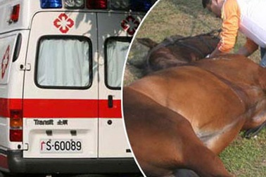 Chú ngựa đua 10 triệu USD tử nạn khi tham gia thi đấu