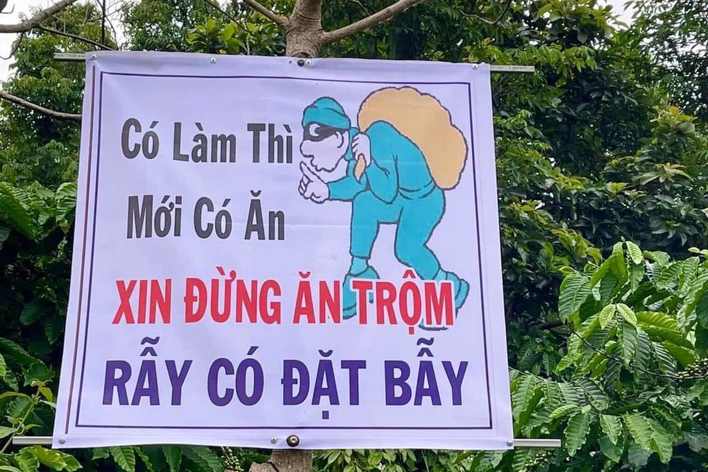 Cò đất chuyển hướng sang môi giới sầu riêng ở Tây Nguyên - 5