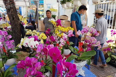 Sức mua giảm vì Covid-19, dân bán lan hồ điệp ở Nha Trang "ngóng" khách