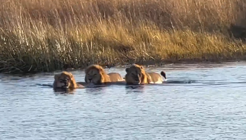 Nổi bật tuần qua: 3 “vua sư tử” suýt bỏ mạng khi xâm phạm lãnh thổ hà mã