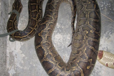 Đi chăn dê, bắt được trăn gấm nặng hơn 35kg