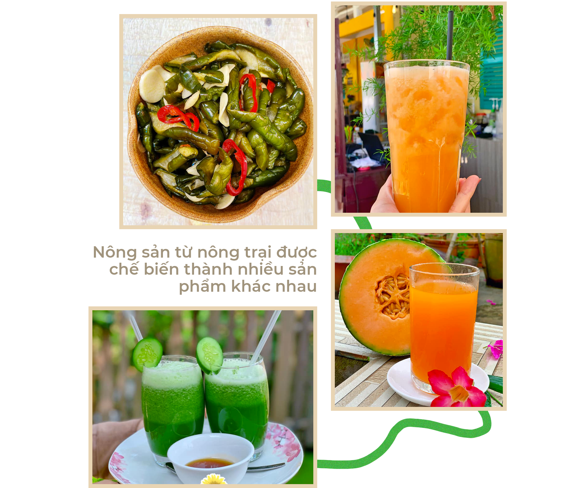 Nữ thạc sỹ xinh đẹp rời phòng lạnh về làm nông dân trồng dưa sạch - 7 Nữ thạc sỹ xinh đẹp rời phòng lạnh về làm nông dân trồng dưa sạch - 7
