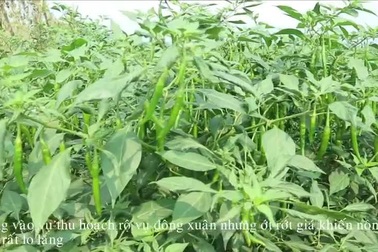 Người dân chia sẻ ớt rớt giá