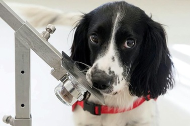 Sử dụng chó để phát hiện… bệnh sốt rét trong tương lai