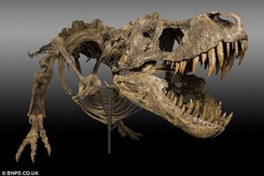 Cày ruộng, phát hiện bộ xương khủng long nguyên vẹn