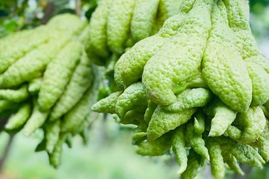 50 triệu đồng mua 500 quả phật thủ bán Tết, 10 ngày ăn lãi gấp đôi