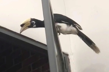 Chim cao cát bụng trắng quý hiếm bay vào quán nhậu