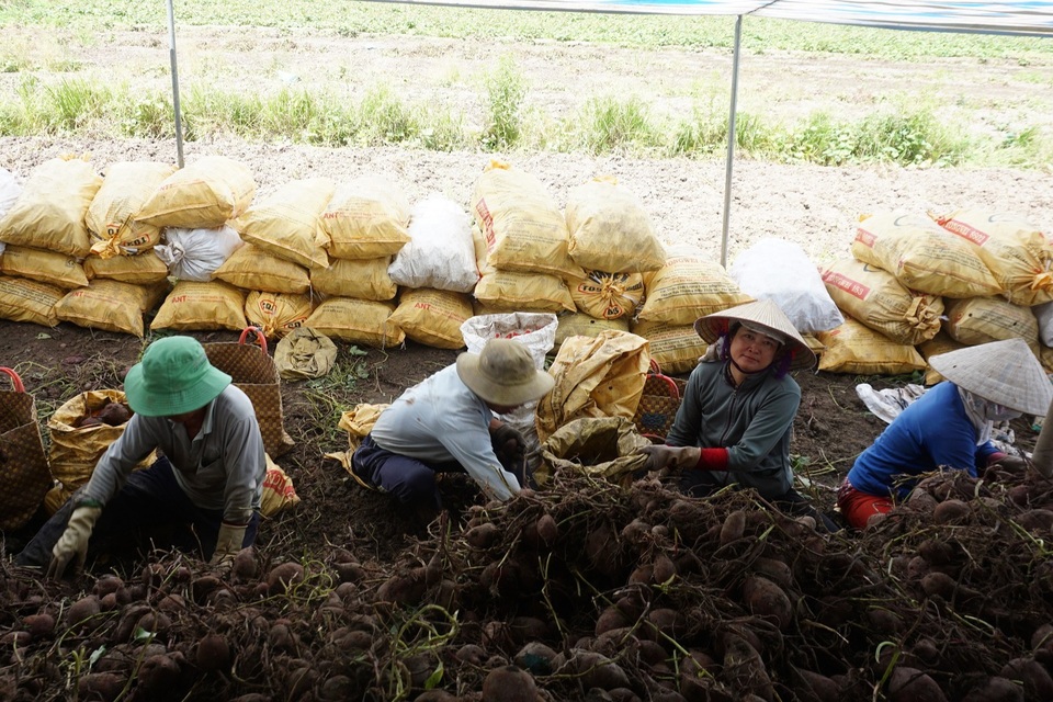 Vĩnh Long: Khoai lang đầy ruộng, cho cũng không có người đến lấy - 3
