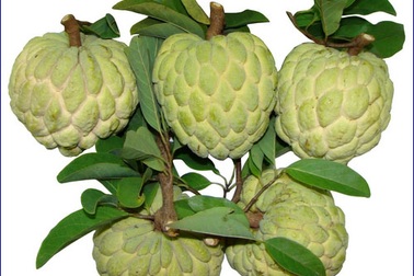 Lợi ích sức khỏe của quả na