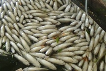 Hàng trăm tấn cá chết bất thường ngày cận Tết