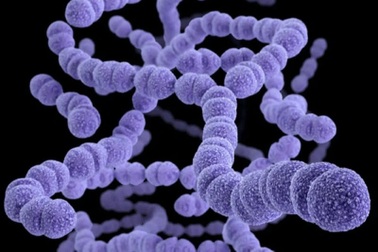 Loại vi khuẩn làm 1,6 triệu ca tử vong mỗi năm, trẻ nhỏ dễ tổn thương nhất