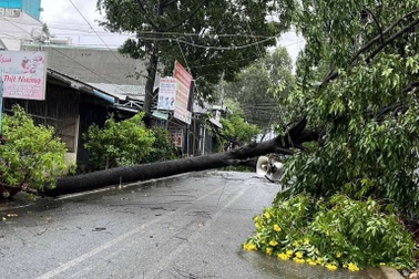 Mưa lớn kèm gió giật mạnh, nhiều cây xanh bị ngã đổ ở Đồng Nai