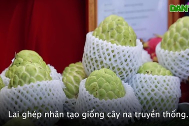 Người Hà Nội thích thú thưởng thức đặc sản na “khủng” ở Sơn La