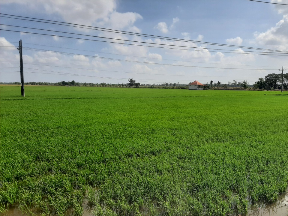 Nông dân Sóc Trăng vẫn đánh cược với trời bất chấp hạn mặn - 3 Nông dân Sóc Trăng vẫn đánh cược với trời bất chấp hạn mặn - 3