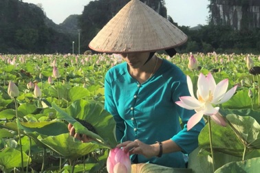 Ướp trà vào sen Nhật thu tiền triệu