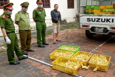 Bắt giữ 4.500 con gia cầm giống nhập lậu Trung Quốc