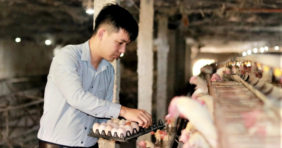 Bỏ việc ở phố về quê nuôi con "siêu đẻ", 9X bán 3 triệu quả trứng mỗi năm