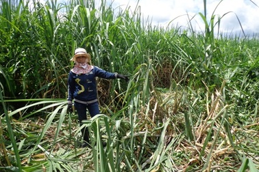 Voi rừng kéo đàn về phá dân