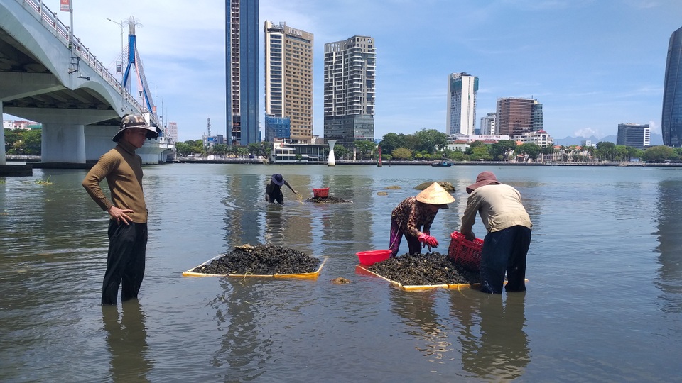 Săn thức ăn cho tôm hùm giữa ngày nóng nực, kiếm hơn nửa triệu đồng/ngày - 5