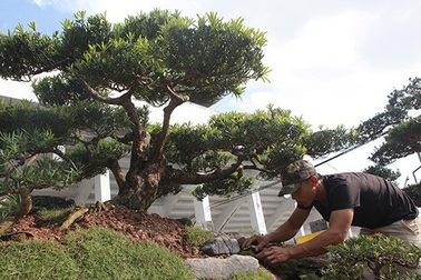 Chiêm ngưỡng đồi tùng trên thân gỗ 1000 năm tuổi ở Hà Nội