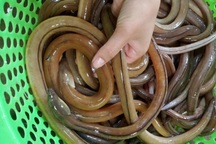 Món gỏi nhệch kỳ công ăn kèm chục loại gia vị, giá tiền triệu "hút" khách