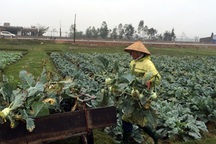 Bán cả sào rau không mua nổi... bát phở