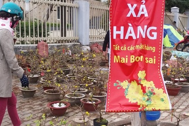 Chiều cuối năm, hoa, cây cảnh đua nhau “xả hàng”