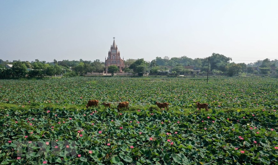 Sen hồng bung sắc giữa những làng quê đầy nắng và gió - 5 Sen hồng bung sắc giữa những làng quê đầy nắng và gió - 5