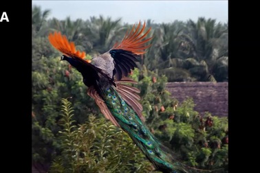 Khoảnh khắc hiếm có khi chim công tung cánh bay