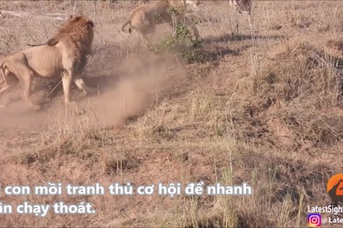 Sư tử đực vụng về làm hụt mất con mồi