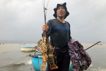 Mưa lớn, ngư dân méo mặt vì tôm hùm to "như bắp tay" chết hàng loạt