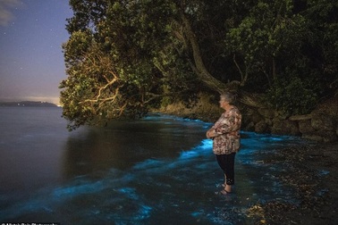 Kỳ thú ánh sáng mê hoặc của các sinh vật phù du trong nước